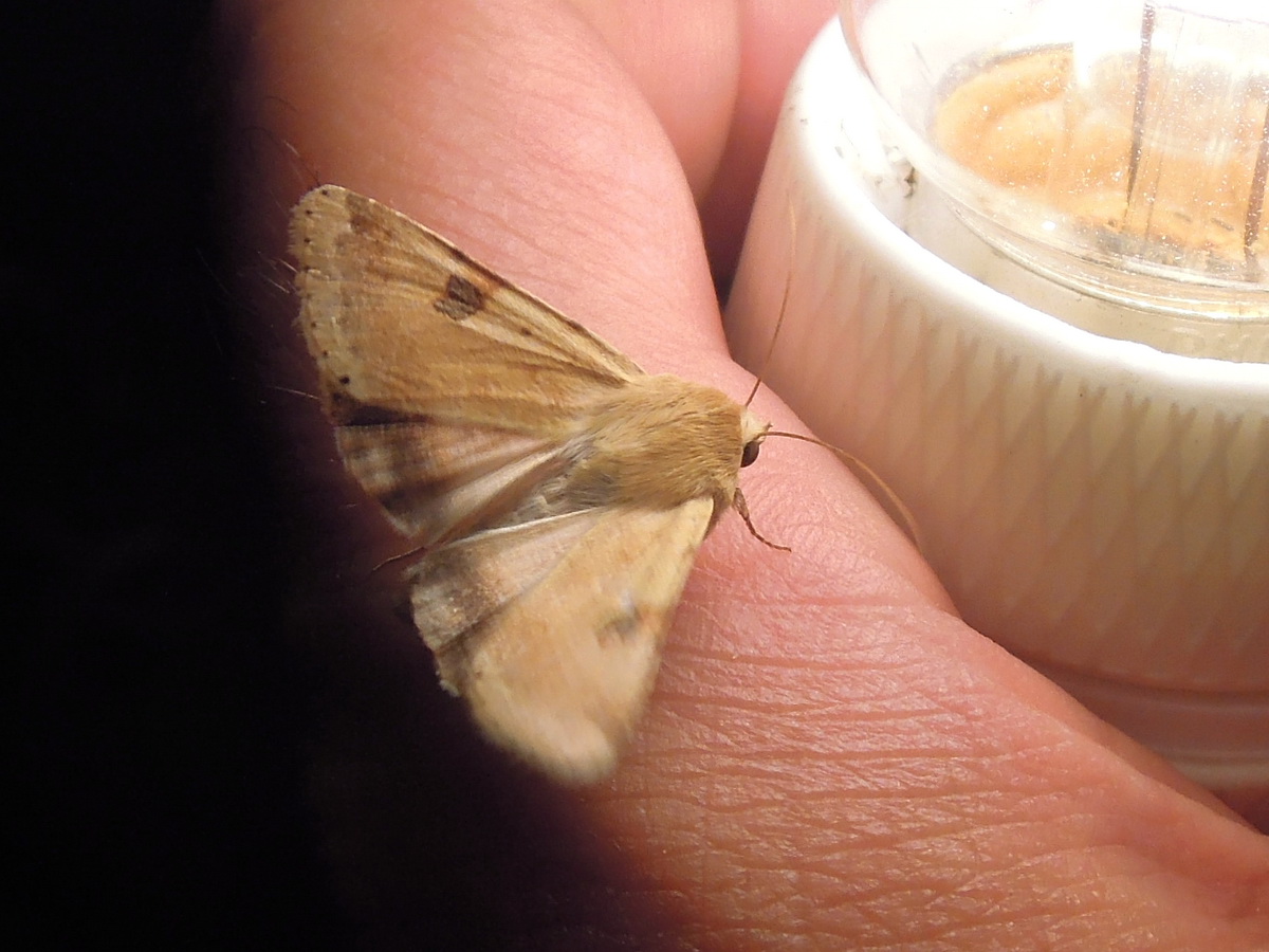 Heliothis peltigera